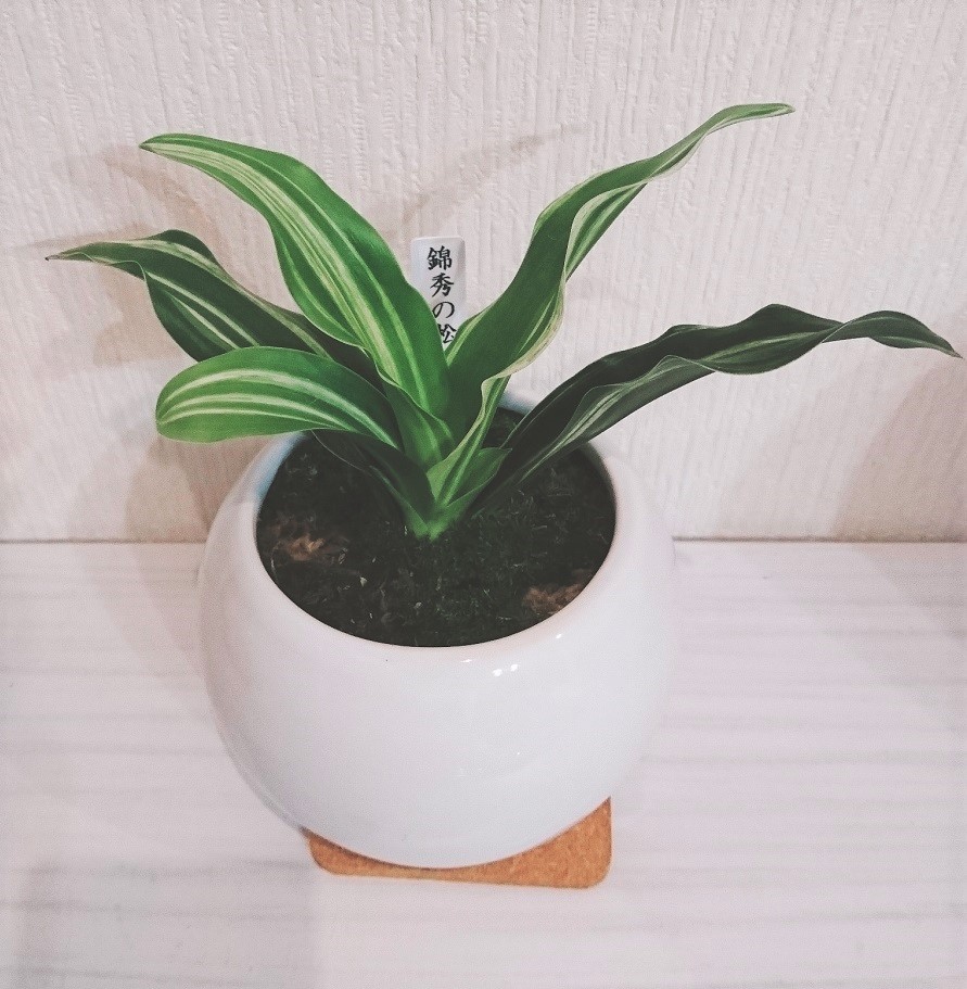 錦秀の松