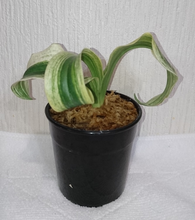 砂子獅子